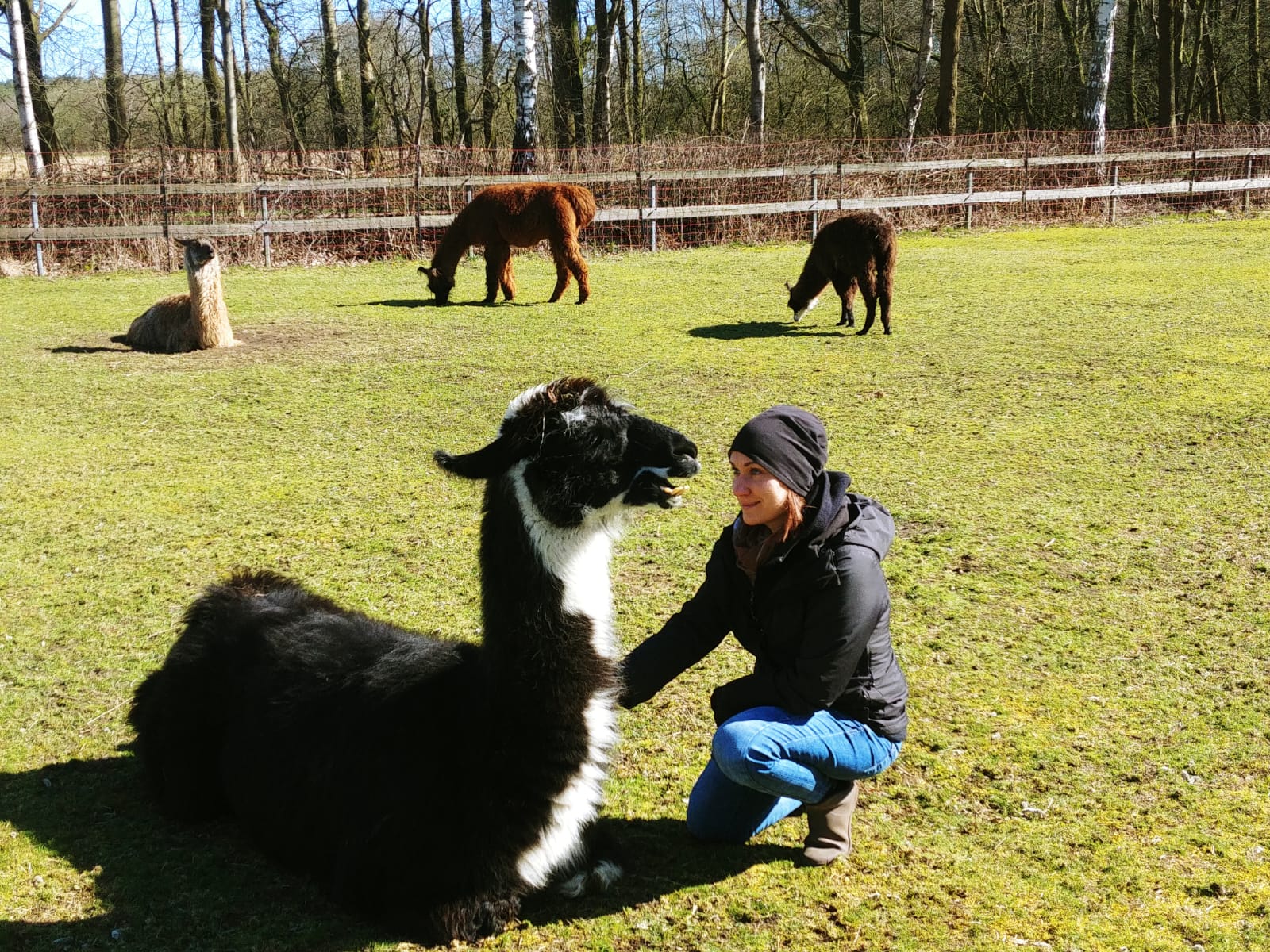 Das Lama als Spiegel Ihrer Persönlichkeit